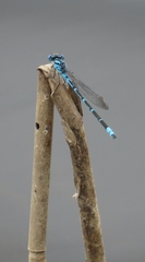 Caliagrion billinghursti