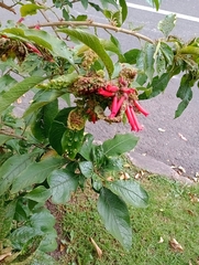 Iochroma fuchsioides