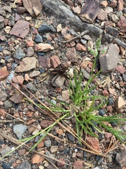 Tigrosa helluo