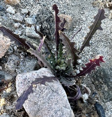 Caulanthus lasiophyllus