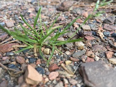 Tigrosa helluo