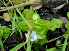 Bacopa salzmannii