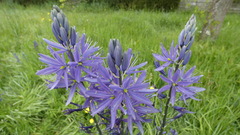 Camassia leichtlinii