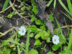 Bacopa salzmannii