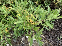 Salvia mellifera