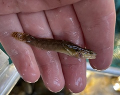 Etheostoma flabellare