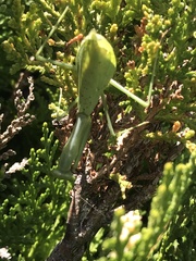 Miomantis caffra
