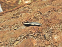 Chalcolepidius limbatus