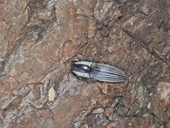 Chalcolepidius limbatus