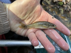 Nocomis leptocephalus