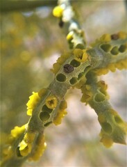 Phoradendron brachystachyum