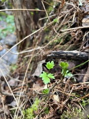 Xanthorhiza simplicissima