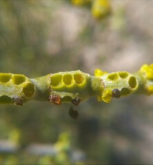 Phoradendron brachystachyum