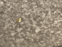 Leucauge argyrobapta