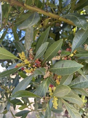 Morella faya, recorded flowering