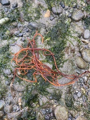 Sarcodiotheca