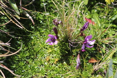 Gentianella cerastioides