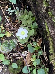 Thalictrum thalictroides