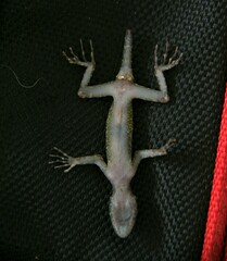 Cnemaspis selamatkanmerapoh