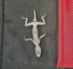 Cnemaspis selamatkanmerapoh