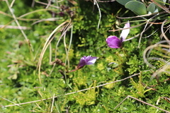 Gentianella cerastioides