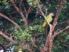 Amazona brasiliensis
