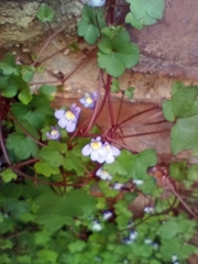 Cymbalaria muralis