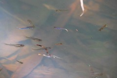 Poecilia reticulata
