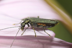 Oedemera lurida