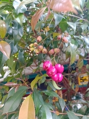 Syzygium paniculatum