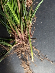 Cyperus tetraphyllus