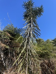 Pseudopanax ferox
