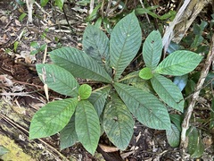 Atractocarpus hirtus