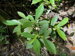 Atractocarpus hirtus