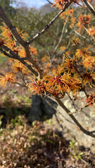 Hamamelis vernalis