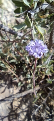 Globularia alypum
