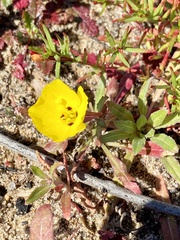 Camissoniopsis lewisii