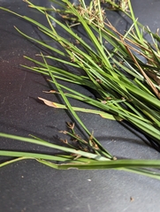 Cyperus tetraphyllus