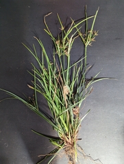 Cyperus tetraphyllus
