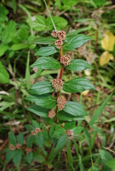 Euphorbia hirta