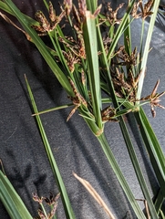 Cyperus tetraphyllus