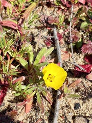 Camissoniopsis lewisii