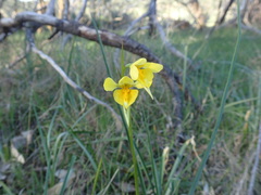 Diuris behrii