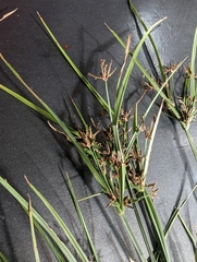 Cyperus tetraphyllus