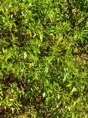 Hypericum glandulosum