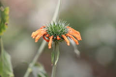 Leonotis nepetifolia