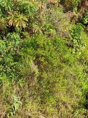 Hypericum glandulosum