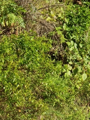 Hypericum glandulosum