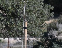 Phoenicurus ochruros