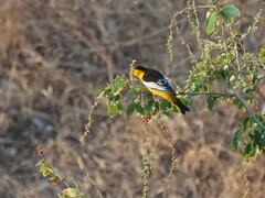 Icterus bullockii